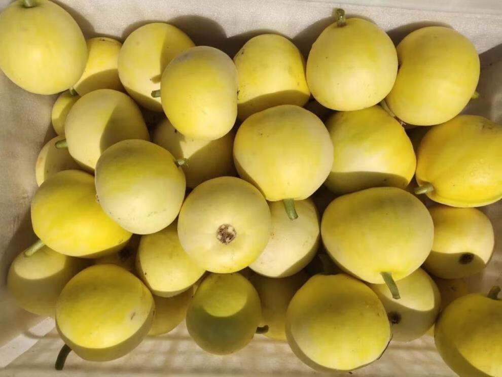 临沂黄金蜜瓜甜脆香瓜3斤应季新鲜水果非羊角蜜甜瓜农家自种批发