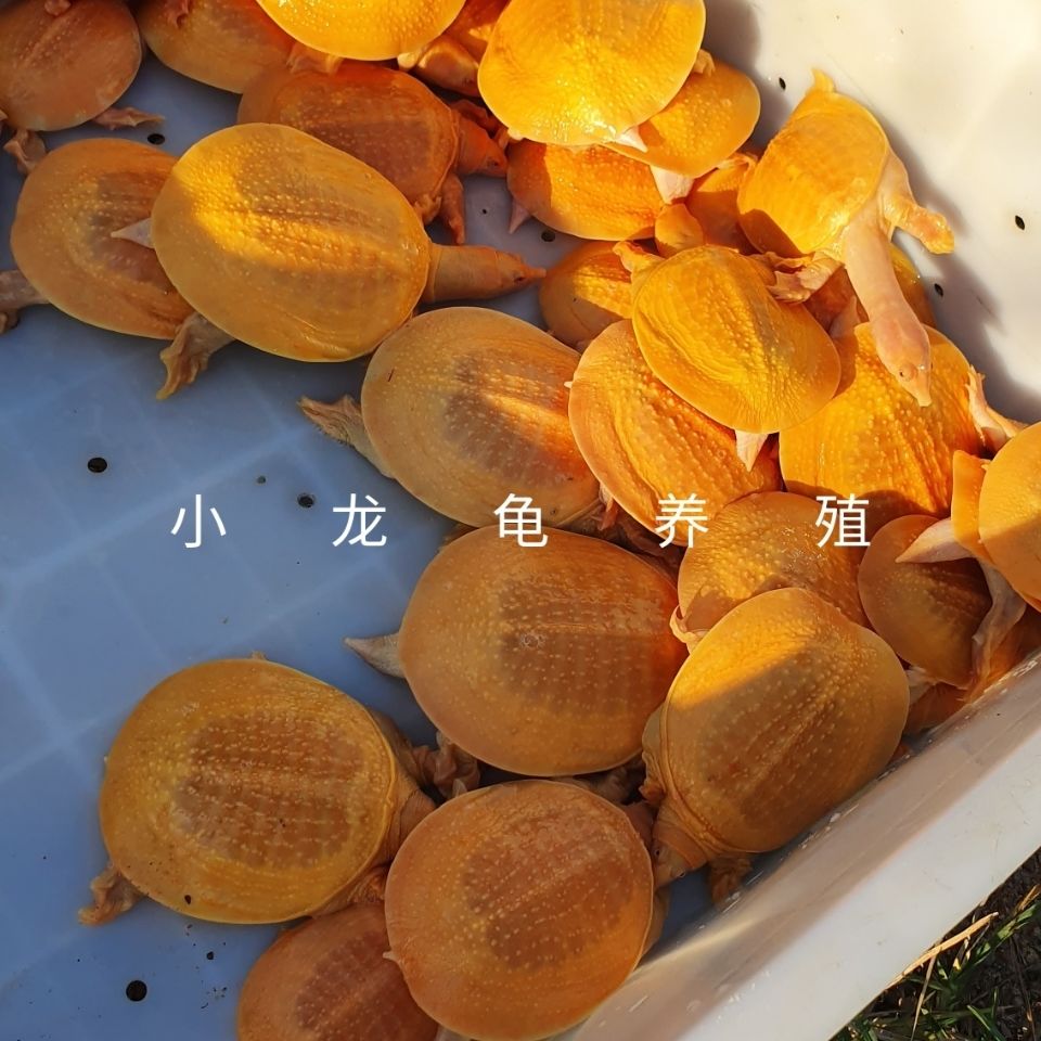荣郁1314厘米黄金鳖变异宠物深水甲鱼黄金甲黄化鳖黄金甲鱼鳌变异鳖