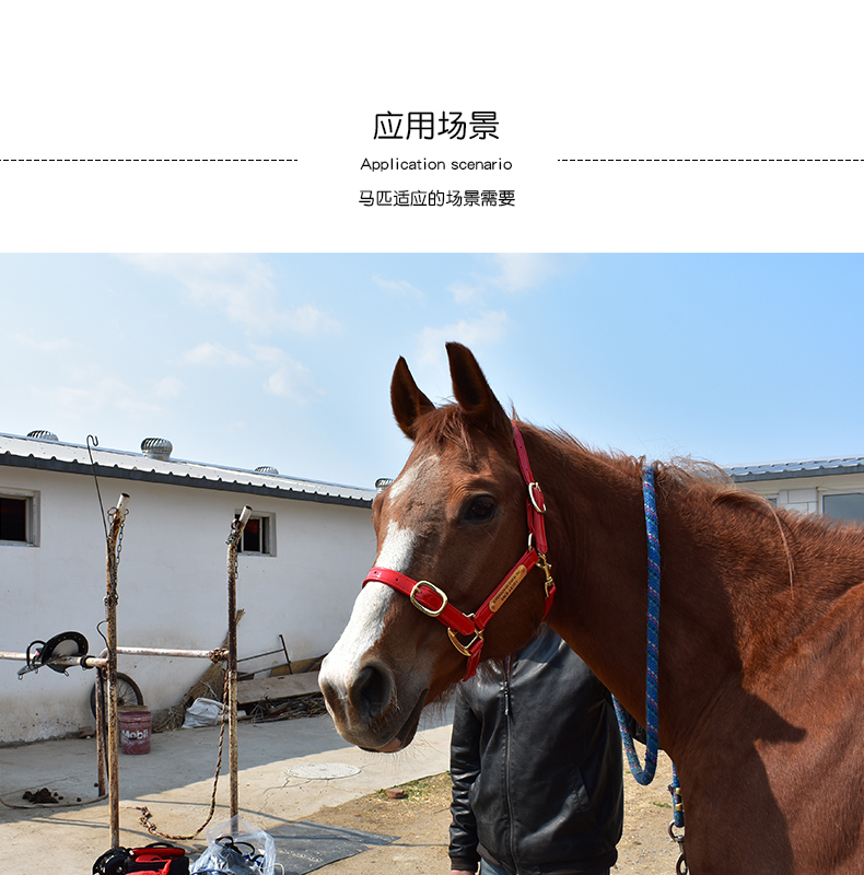 结实耐用马笼头世纪久瑞马术用品牵马笼头笼套亮面马笼头可调节大马