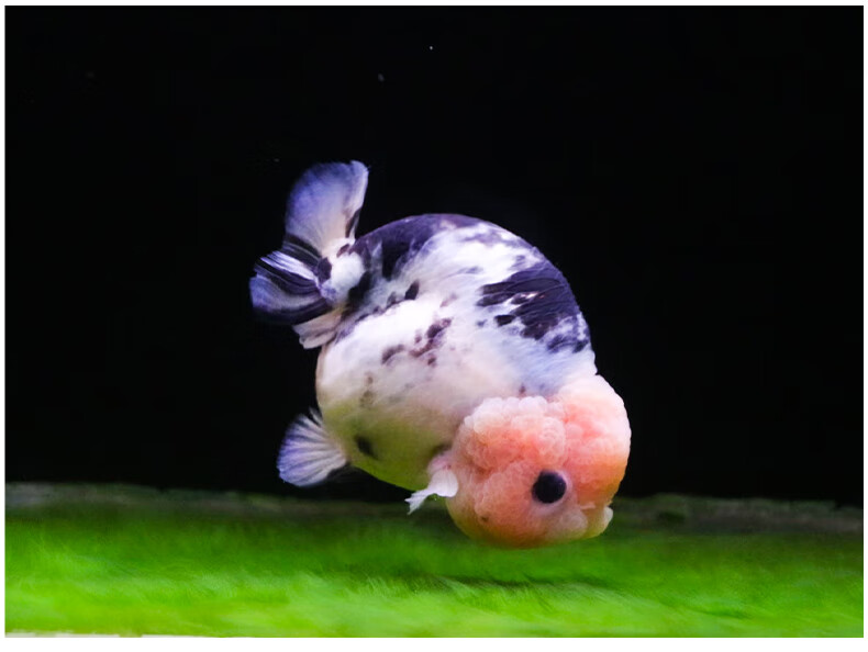 6-8cm奶牛兰寿苗精品 1条【图片 价格 品牌 报价】-京东