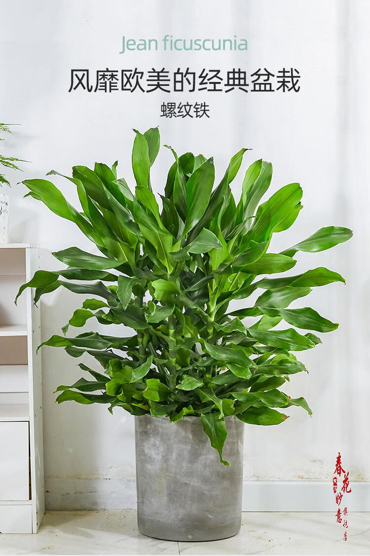 螺纹铁大型盆栽青叶观叶植物办公室客厅室内绿植高150170cm含编织篮含
