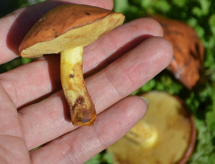 2022新东北特产野生松蘑菇500g松菇粘蛾子松蛾粘团子烘干 500g【图片