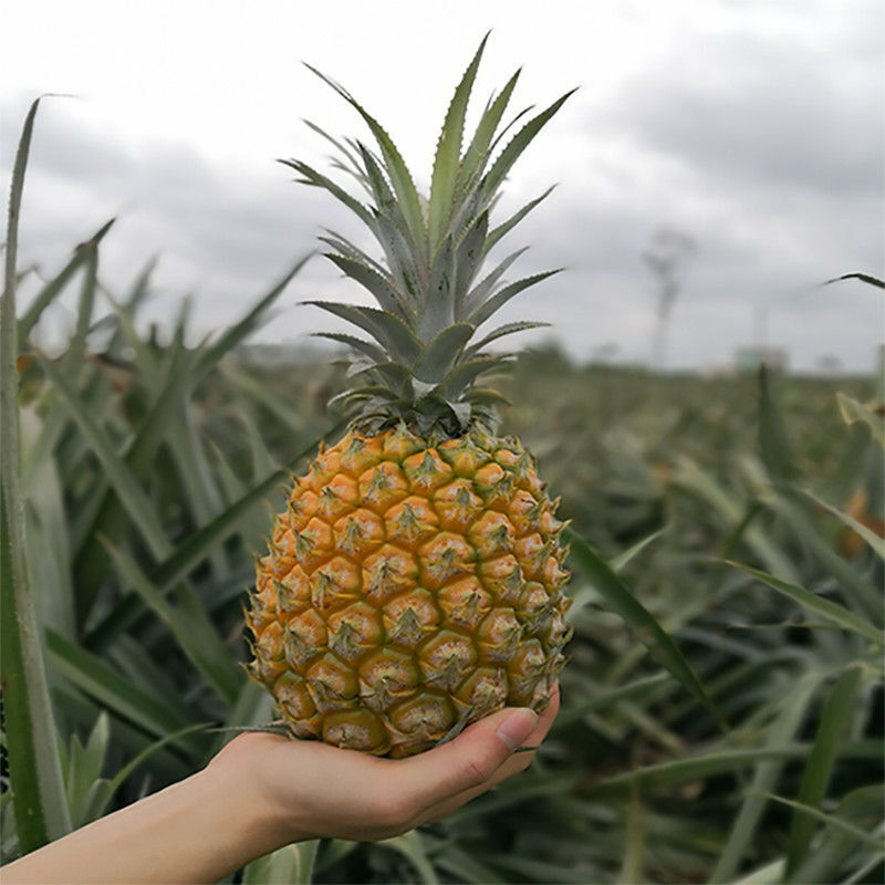 泰国品种香水小菠萝新鲜水果应季徐闻除味手撕金钻香水小菠萝910斤去