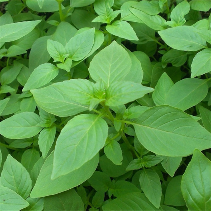 鲜荆芥菜大叶荆芥茎芥菜新鲜调味菜生鲜蔬菜现摘发货1kg顺丰