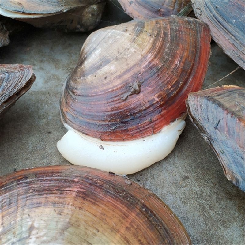 鲜活河蚌食用蚌超大河蚌肉淡水蚌带壳非珍珠蚌象拔蚌活体5斤1518厘米4