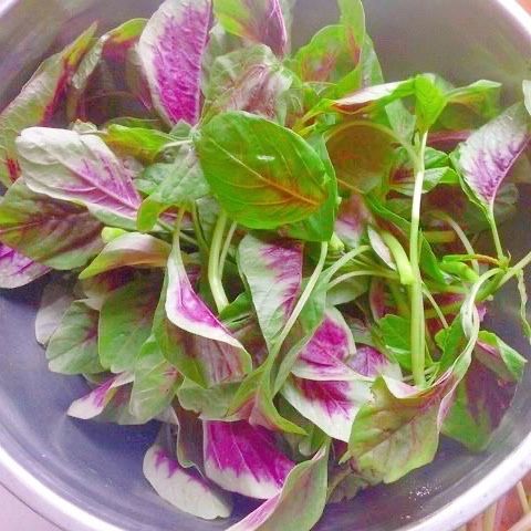 红苋菜新鲜蔬菜苏北农家自种红旱菜露天蔬菜现摘带根汉菜红米苋1斤装