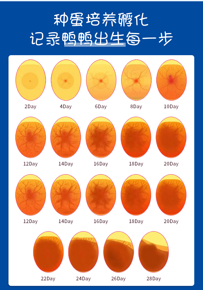 鸭可达鸭宠物小鸭子柯尔鸭种蛋种鸭幼崽活体白色s级柯尔鸭蛋包出壳