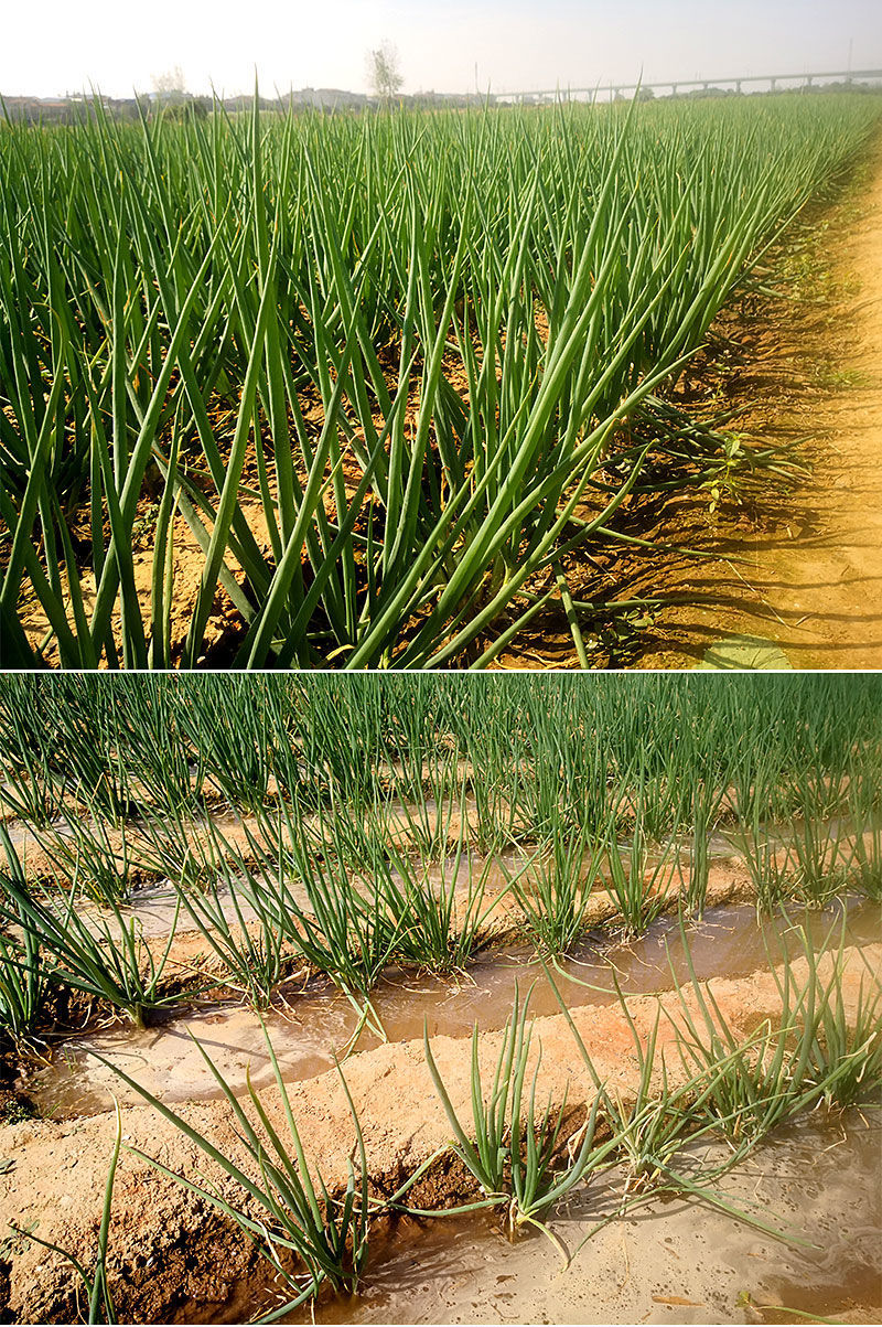 分葱新鲜3斤现挖现发露天农家蔬菜四季易种小香葱阳台盆栽葱大葱新鲜5