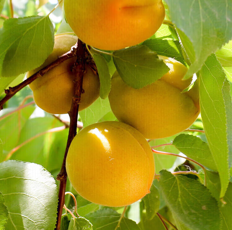 现摘杏子果水果新鲜陕西大黄杏当季时令5斤山东甜杏儿金太阳孕妇 现摘