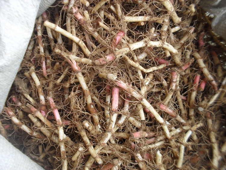 鱼腥草种根贵州鱼腥草折耳根种子种苗新鲜盆栽种根500g种根2斤