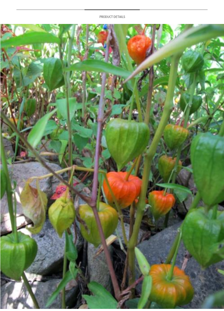 红黄姑娘种子灯笼果四季春播盆栽蔬菜种孑中药材种籽蔬果灯笼果黄姑娘