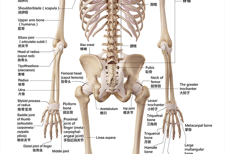 人体骨骼结构图 清晰图片