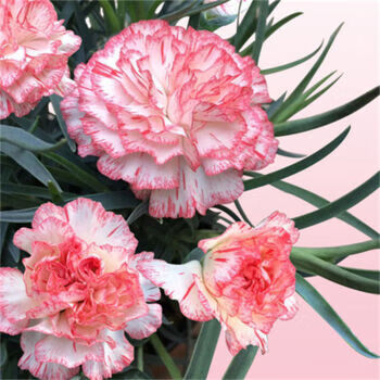 康乃馨盆栽康乃馨带花发货四季开花室内客厅观赏型浓香型花卉鲜花盆栽