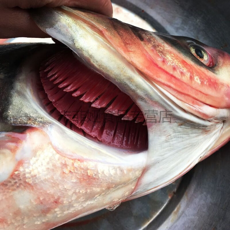 安徽特产大头鲢鱼鱼头花鲢胖头草鲢鱼头花鲢整条杀好的重量发货 特快