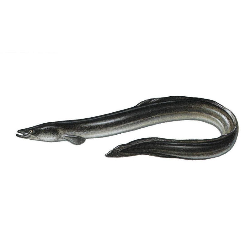 淡水河鳗鱼黑鳗白鳗鱼鲜活现捕鳗鱼整条鲜活生鲜鳗鱼 禧客鲜 1.