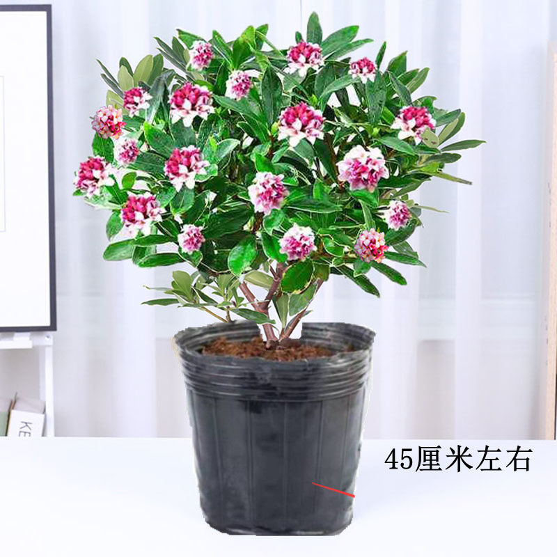 金边瑞香朵芮蜜 金边瑞香福利【图片 价格 品牌 报价】-京东