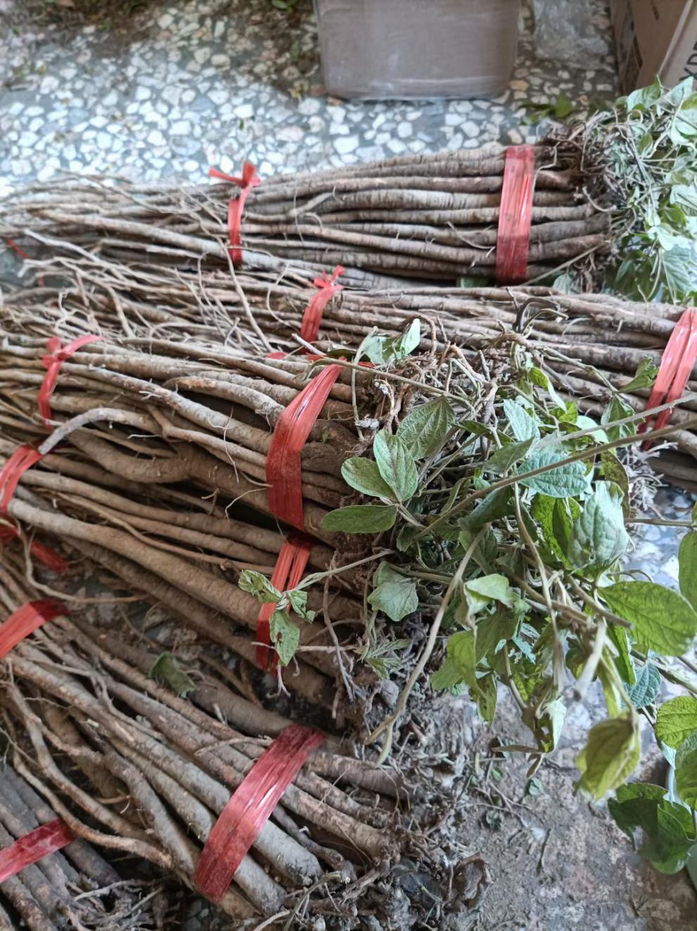 伟博广西千斤拔中药材一条根钉地根千金拨钻地风中草药