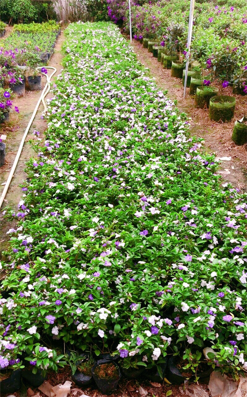 双色茉莉花盆栽香型四季变色鸳鸯番茉莉花苗绿植物花卉高60cm大冠幅带