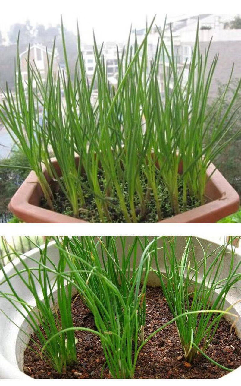 赤卉小香葱籽种子四季易种小葱种子红皮五指盆栽葱种子批发家庭菜种子