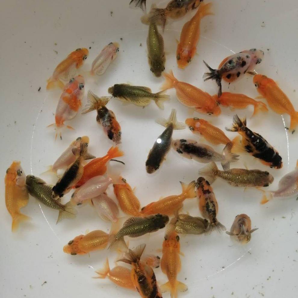 泽驭名宠(zeyu mingchong)兰寿鱼苗精品金鱼观赏鱼冷水鱼活体玉兔水墨