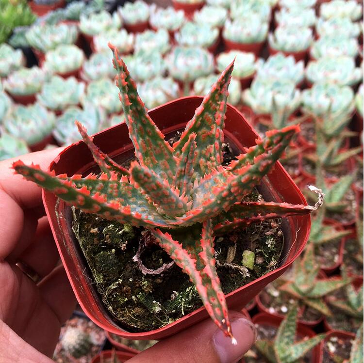 圣诞芦荟红芦荟多肉植物趣味办公室内多肉盆景盆栽经典红芦荟7cm