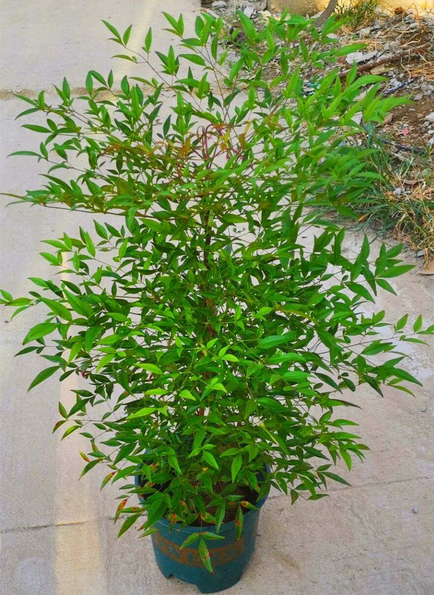 南天竹庭院植物绿化苗木红天竹苗观叶盆栽办公室内绿植盆栽盆景4050