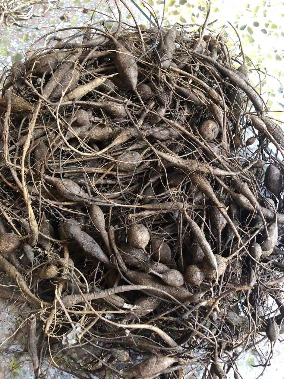 野外生牛大力中药原材煲汤泡酒料猪脚笠山莲藕新鲜挖金钟根粉质薯500g