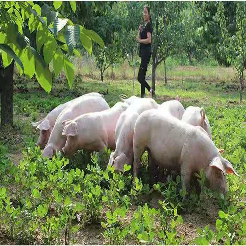 农家散养土猪新鲜梅花肉生鲜前腿肉现杀现发生鲜
