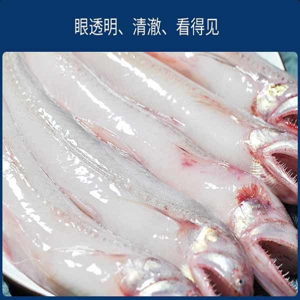 lism霞浦新鲜龙头鱼豆腐鱼海鲜水潺鱼生鲜龙头鲓丝丁鱼九肚鱼顺丰2斤