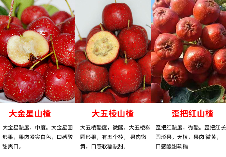 新鲜精品山楂大五棱金星现货现发糖葫芦红果自然成熟无添加水果3斤五