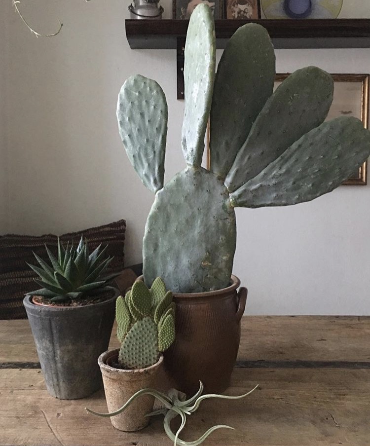 高原峭壁仙人掌树霸气老桩盆景大型沙漠造景多肉植物盆栽花卉绿植奇艺