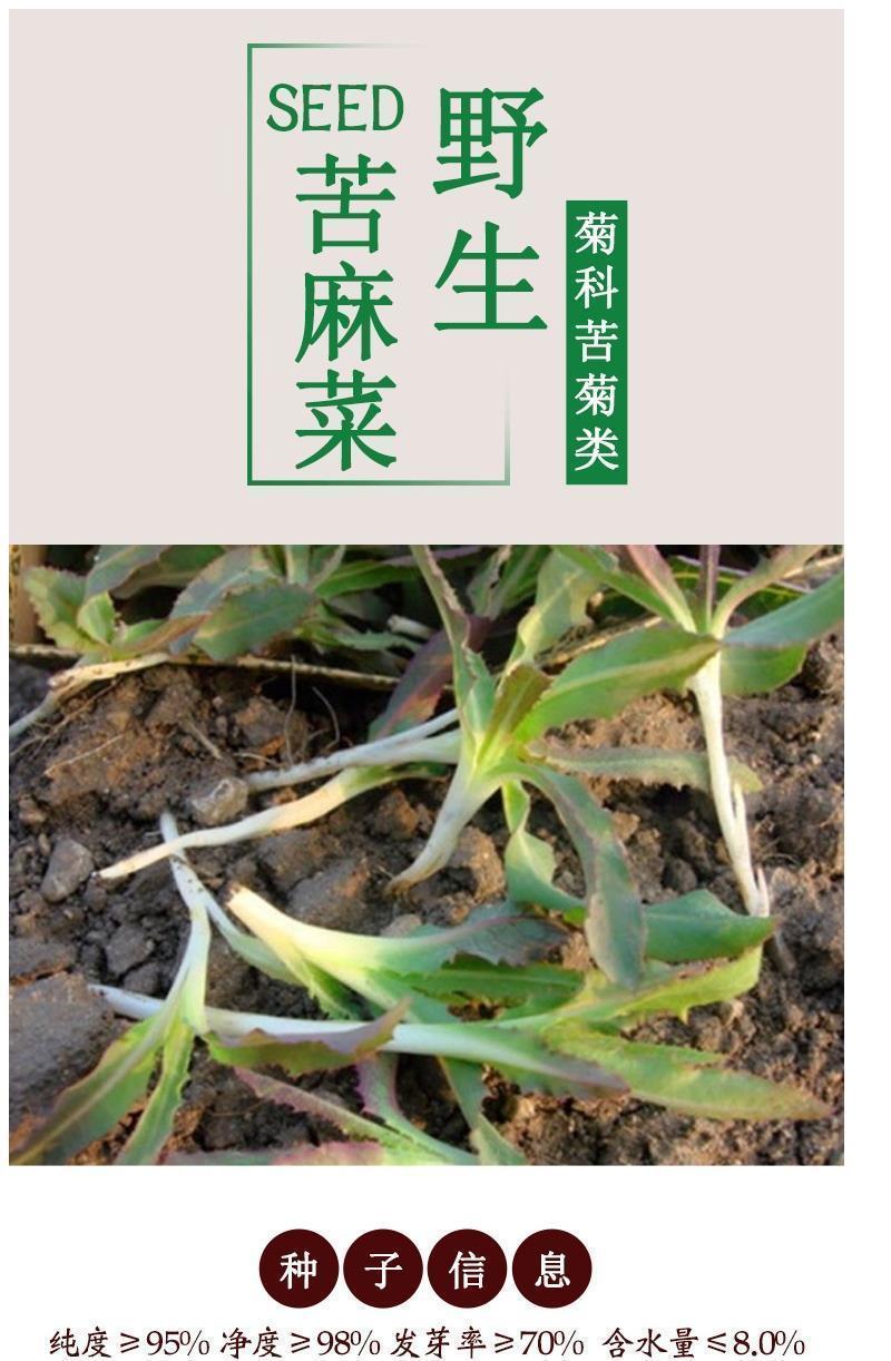 野生曲麻菜种籽高产野菜苦麻菜种籽春秋四季播庭院高产蔬菜籽量大联系