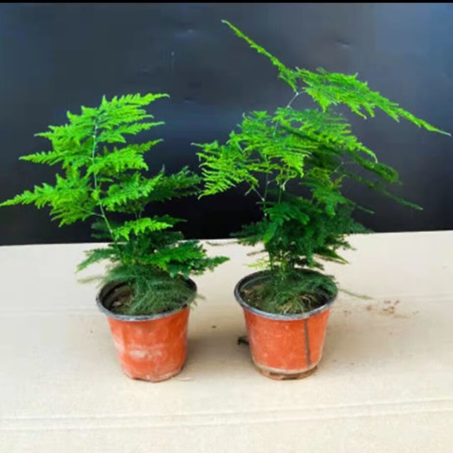 【精品绿植】文竹盆栽绿植室内土水培植物云竹盆景带盆花卉客厅四季