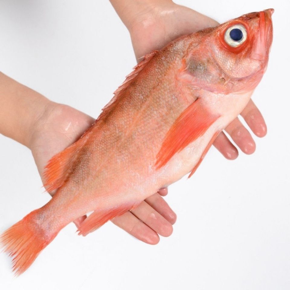 红石斑鱼冷冻整条大龙胆鱼富贵鱼红鱼深海鱼鲜活海鲜水产 昌盛隆 5斤