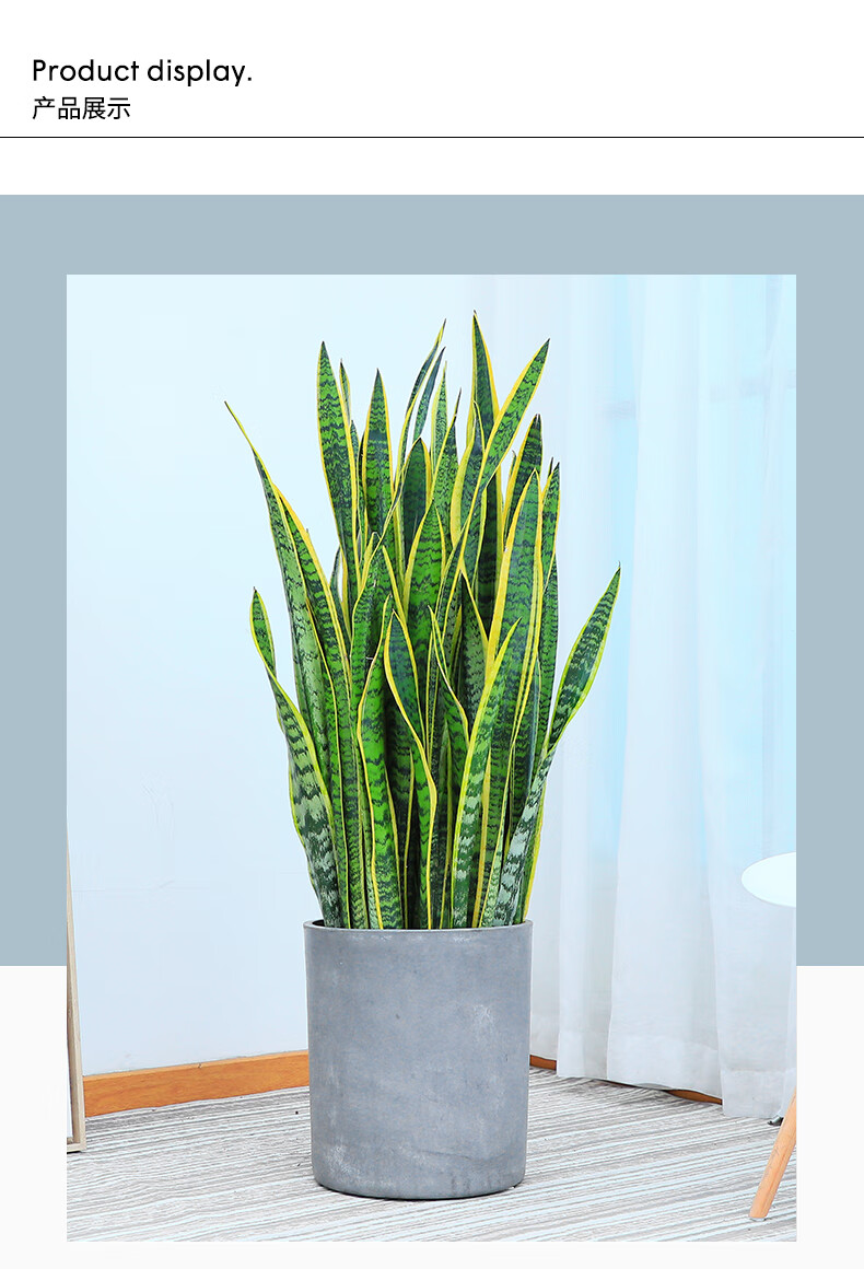 金边虎皮兰植物室内大型绿植室内盆栽金边虎尾兰盆栽金边虎尾兰高四方