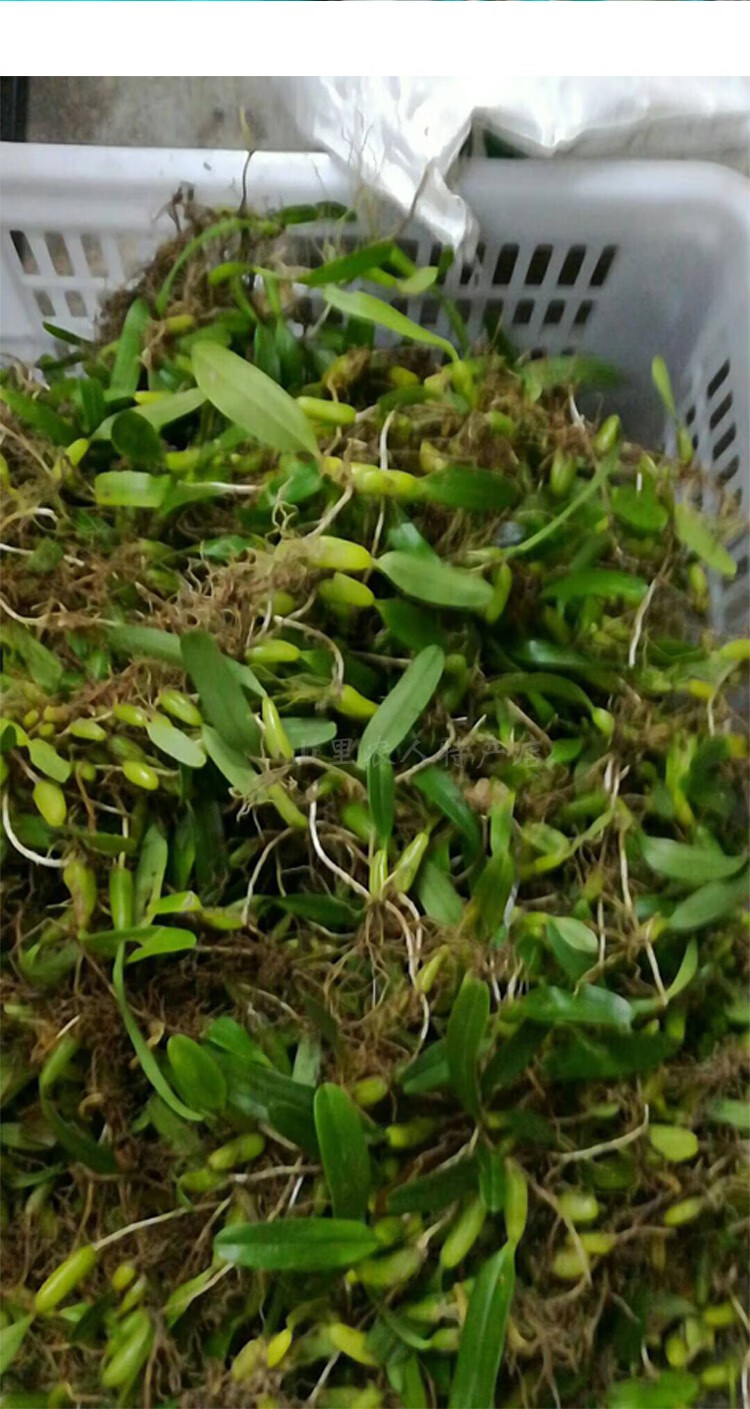 新鲜石橄榄草双叶石仙桃现采石橄榄双叶小号石橄榄500g双叶小号石橄榄