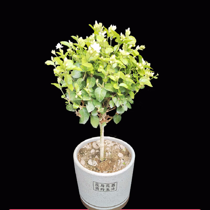 独杆笔尖茉莉花苗单瓣盆栽室内浓香植物重瓣白茉莉独杆笔尖茉莉6年苗