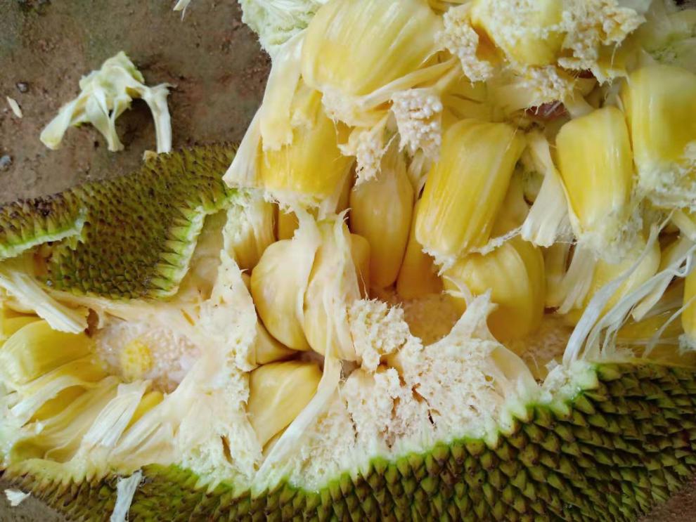 5折广西农家特产现摘干苞湿苞菠萝蜜木菠萝胜海南菠萝蜜干苞79斤