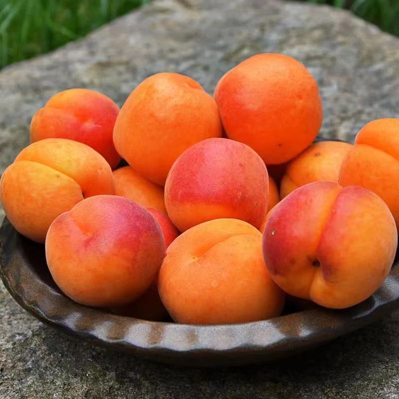 酸甜大红杏 新疆当季新鲜杏子 水果多汁蜜杏 礼盒定制款 优惠装 5斤