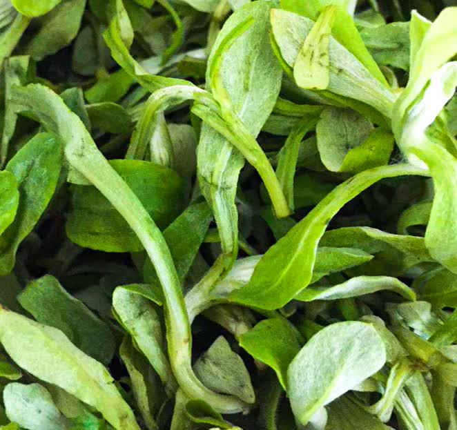 鲜美惊 清明草新鲜鼠曲草野生水牛草佛耳草绒毛草时令野菜3斤鼠麴草