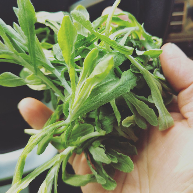 鼠曲草新鲜清明草3斤绒毛草鼠鞠草棉菜青团清明粑田艾菠波草51000g