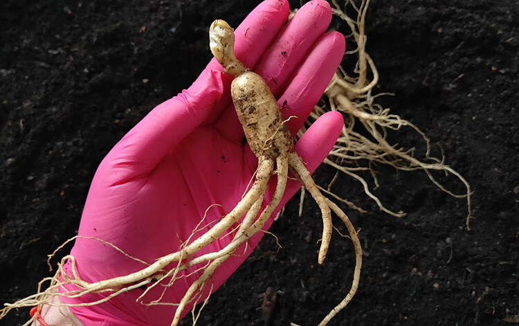 qcdd鲜人参苗带土新鲜人参人参苗盆栽种植人参种子1年苗苗