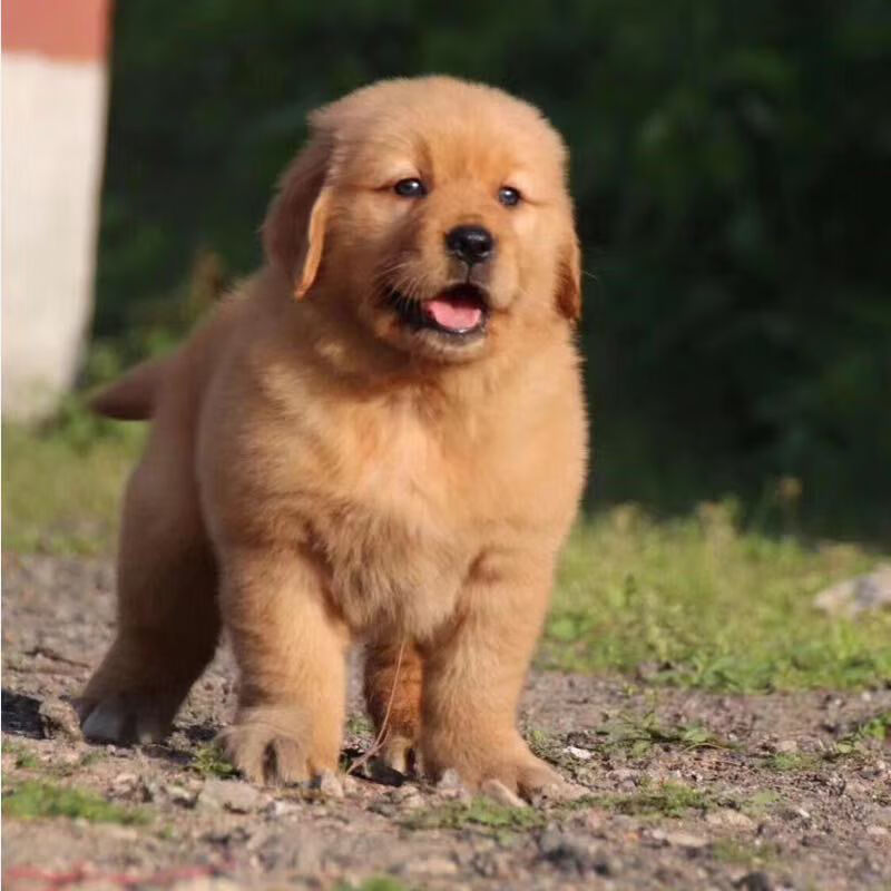 金毛犬活体纯种金毛枫叶红金毛沙滩金金毛巡回犬狗狗活体金毛幼犬