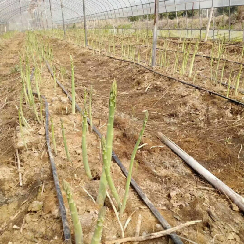 綠色蘆筍苗種根 多年生陽臺樓頂院大田四季種植菜苗盆栽 綠色蘆筍4年