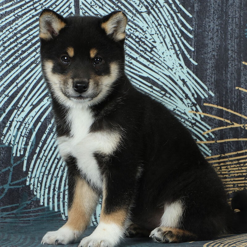 30天质保比格犬幼犬幼崽比格幼犬比格猎兔犬宠物级纯种宠物狗比格犬