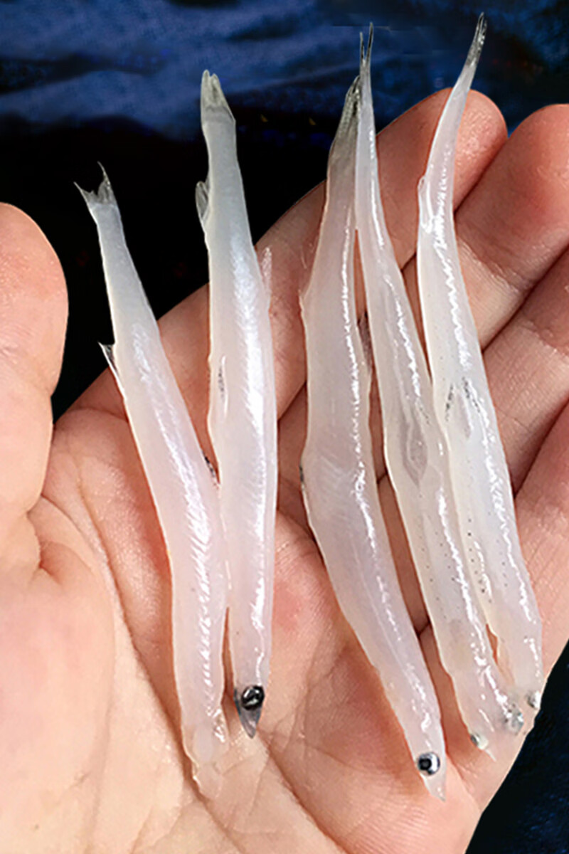 银鱼新鲜海鲜水产冷冻面条鱼白饭鱼鱼类包邮大银鱼 500g【图片 价格