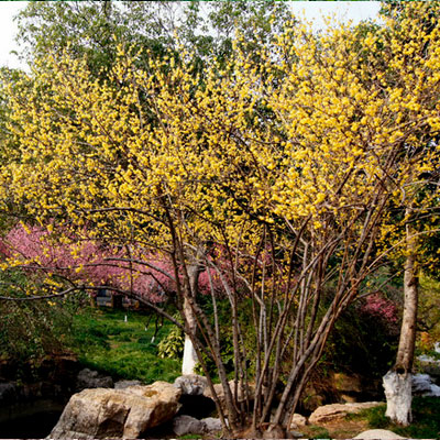 花姬庭院绿化腊梅丛生腊梅高杆树状腊梅盆栽腊梅红梅榆叶梅梅花树苗