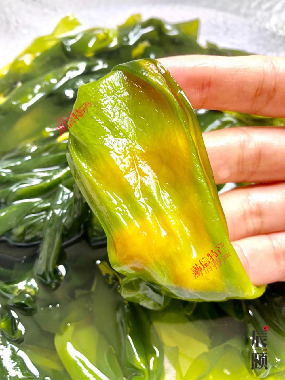 辰颐物语海带嫩苗新鲜脆嫩盐渍小海带苗嫩芽火锅凉拌炖汤霞浦特产3斤