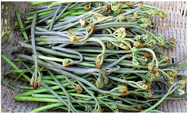 帆儿庄园新鲜拳菜时令应季蔬菜拳头菜猫爪菜减脂食材荠菜1斤试吃