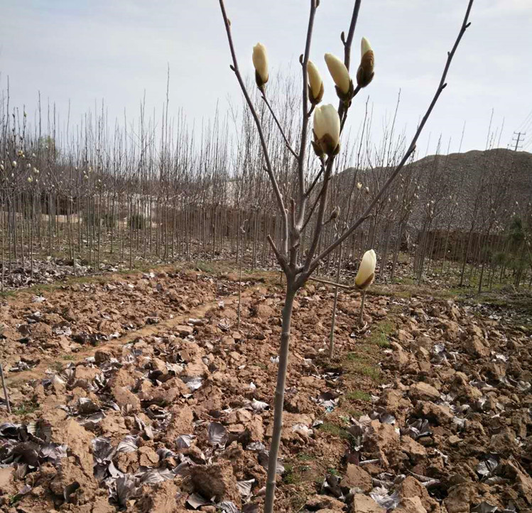 红玉兰黄玉兰树苗娇红一号玉兰花苗白玉兰苗庭院绿化树苗黄玉兰1米高